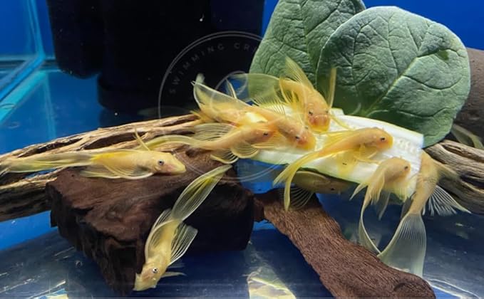Swimming Creatures™ L‑144 Longfin Albino Pleco (Ancistrus cf. cirrhosus) – Tank-Bred Live Freshwater Aquarium Fish (Size Approx 1-2")