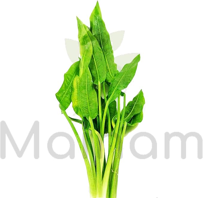 Mainam Echinodorus Amazonicus Amazon Sword Plant Bundle Tall Live Aquarium Plants Freshwater Background Fish Tank Decorations
