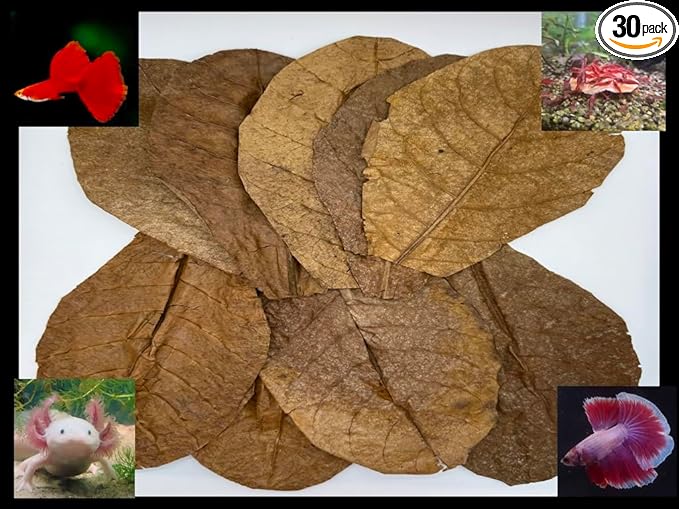 Critters Direct Indian Almond Leaves (Catappa); 7-9"; Rich in Tannin for Healthier Beta, Fish, Shrimp, Axolotls; Balances/Lowers pH; Natural Food Source and Hides for Fish and Microfauna (30)