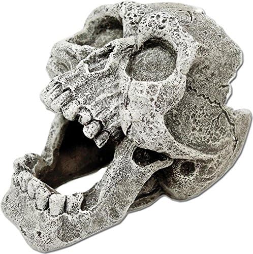 BLUE RIBBON PET PRODUCTS 006072 Exotic Environments Cracked Human Skull, Mini