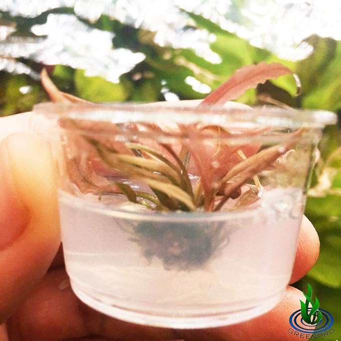 (Cryptocoryne Pink Flamingo Mini) Live Aquarium Plants in Tissue Culture Cup Anubias, Cryptocoryne, Bucephalandra, Piptospatha Ridleyi and More 100% Pest Snail and Algae free by Greenpro