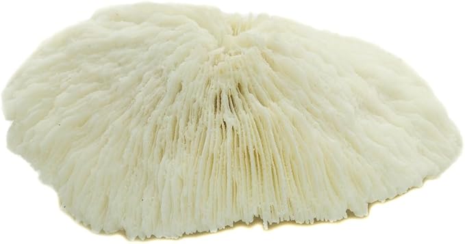 Mushroom Sea Coral | White Real Mushroom Coral 3”-4” (1 Piece) | Aquarium Ornament for Decoration | Plus Free Nautical eBook by Joseph Rains