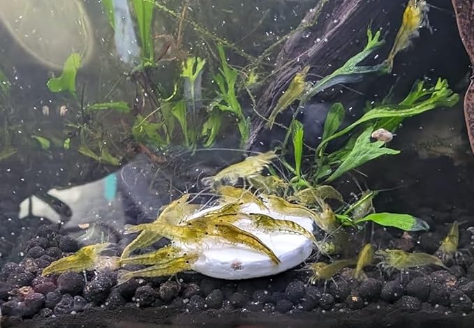 Calcium Enriched Sinking Feeder Disks and Holiday Feeding Food for Shrimp, Snails, Crabs, Crayfish, Hermit Crabs, Plecos, Catfish, All Tropical Fish. 50 Small Discs Bag
