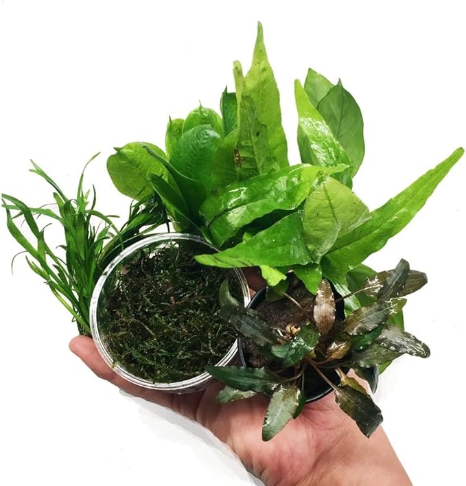 | The Aquarium Plants Package Decoration Micro Sword Anubias Amazon Sword Java Fern Moss Crypt Value Pack