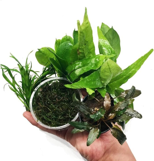 | The Aquarium Plants Package Decoration Micro Sword Anubias Amazon Sword Java Fern Moss Crypt Value Pack