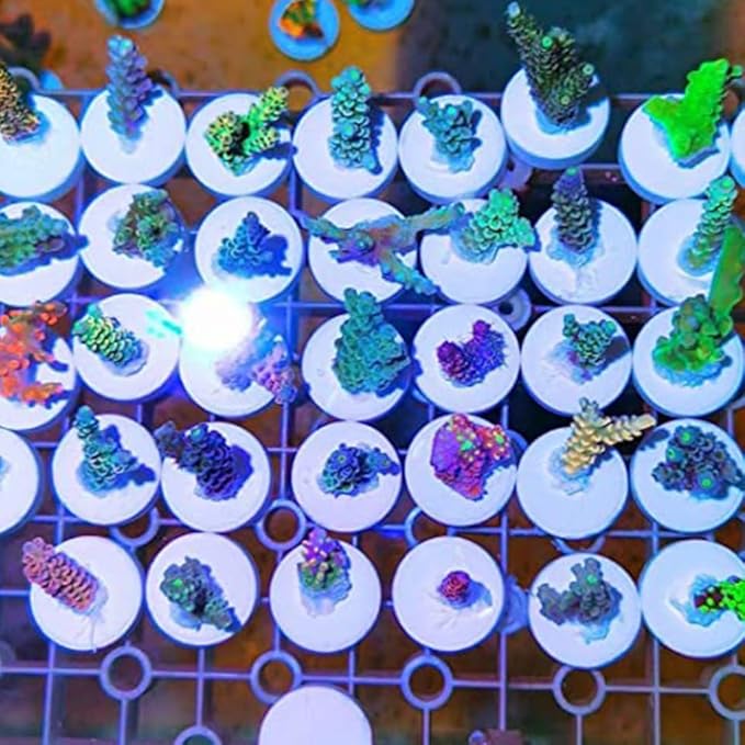 balacoo 30pcs Coral Breeding Bases Lightweight Stable Ceramic Reef Accessories for Coral Propagation for Hard and Aquariums Supports Growth Reproduction