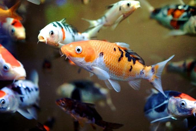 Goldfish Flakes, 42% Protein Color Enhancing and Spirulina Flakes for Aquarium & Pond Goldfish, Koi and All Pond Fish...WL…3-lbs Poly Bag