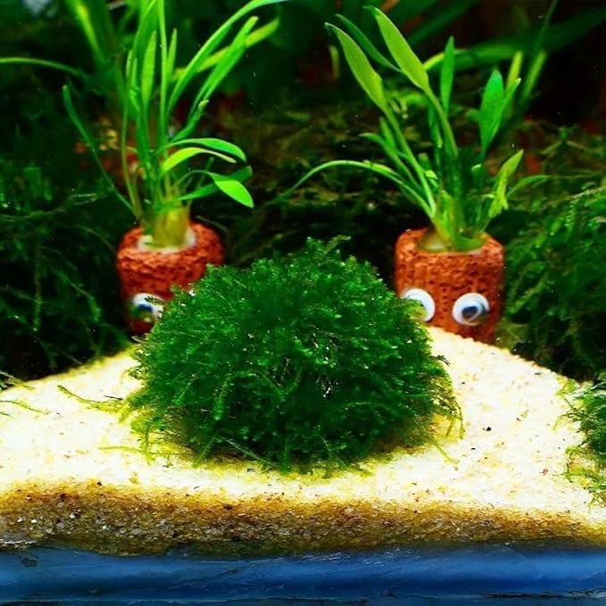 2 Pack Aquarium Moss Ball Holder, Hollow-Designed Plastic Plant Holder with Filter Stone for Shrimp & Fish Tank Decorations