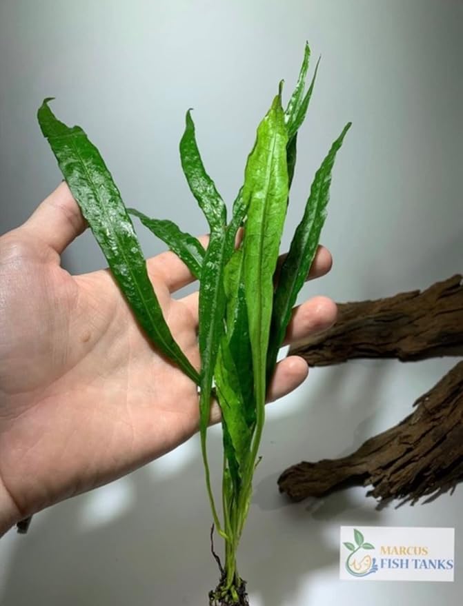 Marcus Fish Tanks Java Fern Microsorum Pteropus Easy Low Light Live Aquarium Plant - Buy 2 Get 1