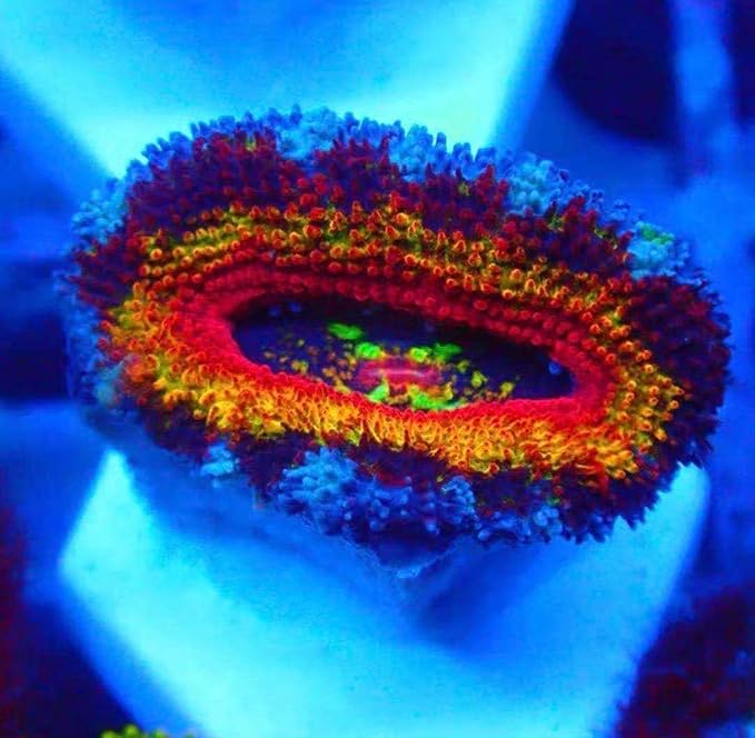 Aquarium Choice Big Size Ceramic Coralline Coral Frag Plugs Coral frag Plate Base