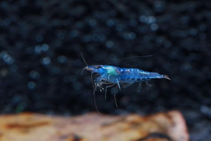 Live Freshwater Aquarium Shrimp - Neocaridina (Blue Velvet, 5 Pack)