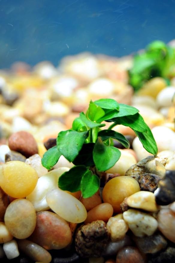 Marcus Fish Tanks - Anubias Nana Petite Anubias Plant Live Aquarium Plants Aquatic Plant Buy 2 Get 1