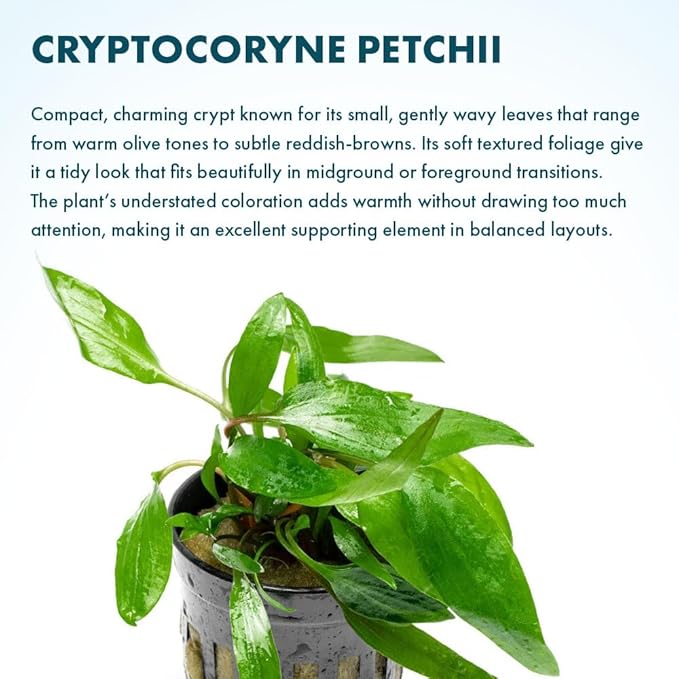 SubstrateSource Cryptocoryne Live Aquarium Plants - Freshwater Plant for Aquariums, Planted Fish Tanks - Beginner Friendly (Petchii, 1 Pot (3-5 Plants))