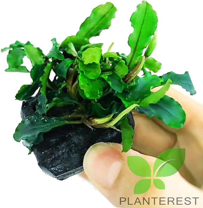 Bucephalandra 'Wavy Green' Nano On Wood Loose Background Easy Live Aquarium Plant Decorations