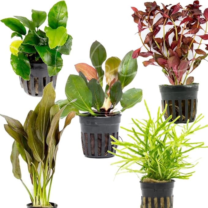 Swimming Creatures Live Aquarium Plants (4 Potted Plants)
