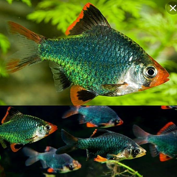 Green Tiger Barb (Pack of 6) Live Fish for Aquarium. (Puntigrus tetrazona) Active, Colorful, and Ideal for Community Aquariums. Easy to Care for, These Fish Freshwater Live Alongside Other Species.