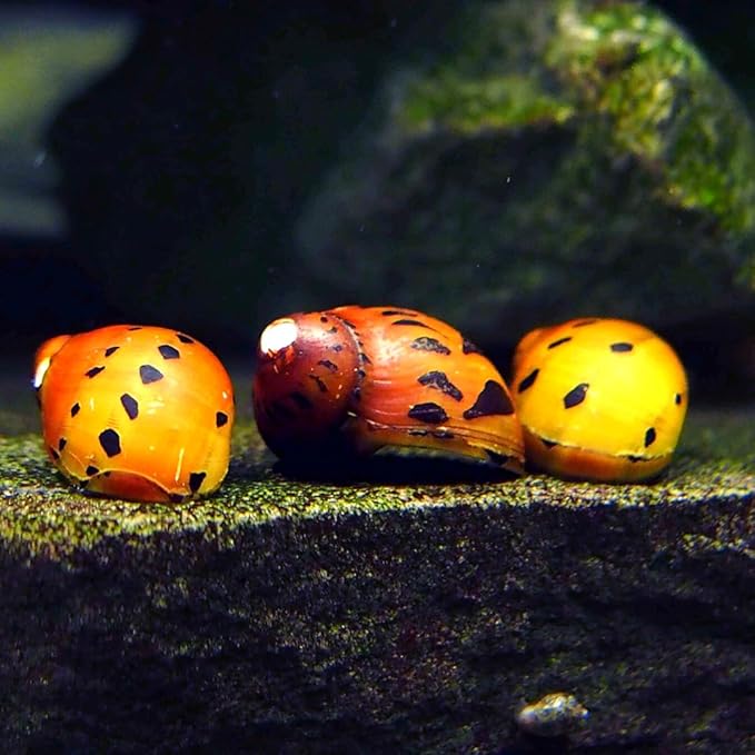 Tiger Nerite Live Mystery Snails for Freshwater Aquarium (4 Pack) - Live Beautiful Freshwater Aquarium Snail