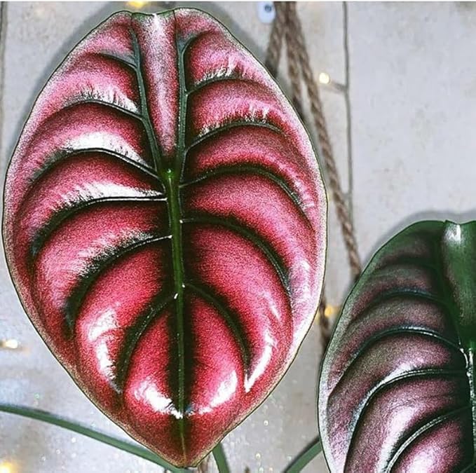 Pack 2 Red Alocasia Live Plant for Planting, Indoor Houseplant Alocasia Plant Live, 5 to 7 Inc Tall, Bare Root, Alocasia Colocasia Taro Plant for Ornamental Plants
