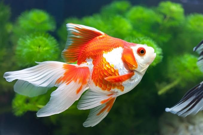 Goldfish Flakes, 42% Protein Color Enhancing and Spirulina Flakes for Aquarium & Pond Goldfish, Koi and All Pond Fish...WL…1-lb Poly Bag