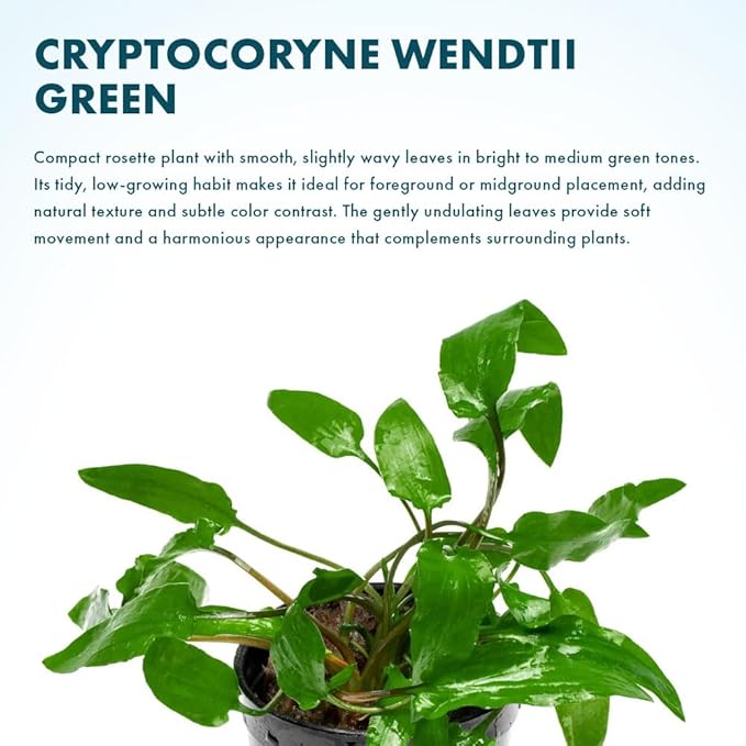 SubstrateSource Cryptocoryne Live Aquarium Plants - Freshwater Plant for Aquariums, Planted Fish Tanks - Beginner Friendly (Wendtii Green, 5 Pots (20-25 Plants))