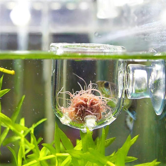 Shrimp Feeding Dish, Transparent Aquarium Feeding Dish with Strong Suction, No Mess Aquarium Glass Feeder for Feeding Shrimp, Fish and Reptiles in Tank, Glass Hole Cup