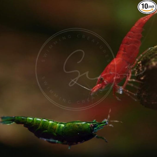 Swimming Creatures™ Premium Neocaridina Shrimp – Fun Two-Color Combo for a Vibrant Aquarium (5 Green 5 Red)