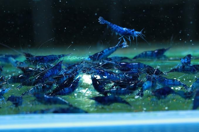 Live Freshwater Aquarium Shrimp - Neocaridina (Blue Dream, 10 Pack)