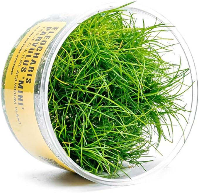 Ultum Nature Systems Live Plants - Dwarf Hair Grass (Eleocharis acicularis) - Medium Light Bright Green Carpeting Plant for Foreground Freshwater Aquascapes - Tissue Culture Cup