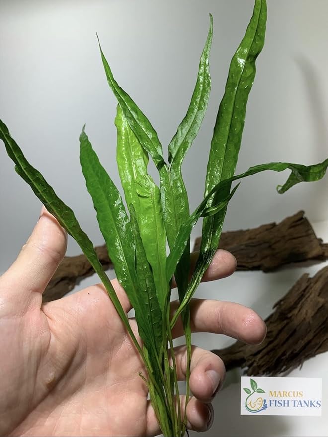 Marcus Fish Tanks Java Fern Microsorum Pteropus Easy Low Light Live Aquarium Plant - Buy 2 Get 1