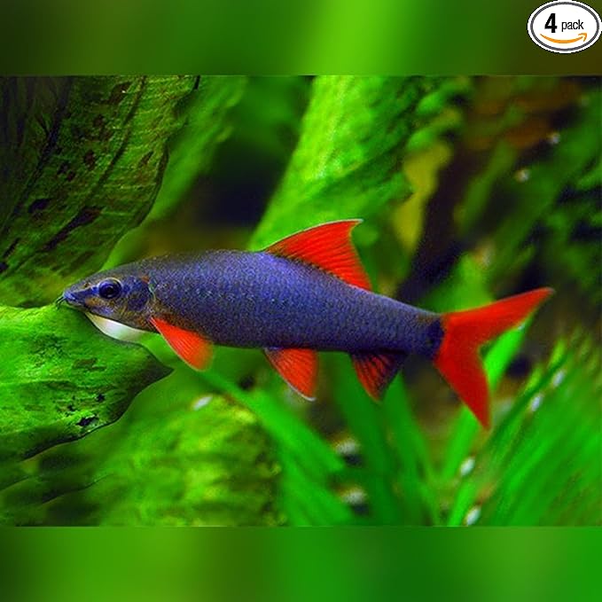 Rainbow Shark Red Live Fish for Aquarium. Active, Colorful, Ideal for Community Aquariums. Easy to Care for, These Fish Freshwater Live Alongside Other Species. (Pack of 4)