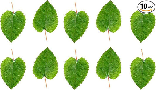 Awesome Aquatic Mulberry Shrimp Leaves Natural Botanical Leaf Food Organic Treat Aquarium Fish Shrimp Terrarium High Protein Vitamin Mineral Fiber Healthy Habitat Environment (Mulberry 10 pk)