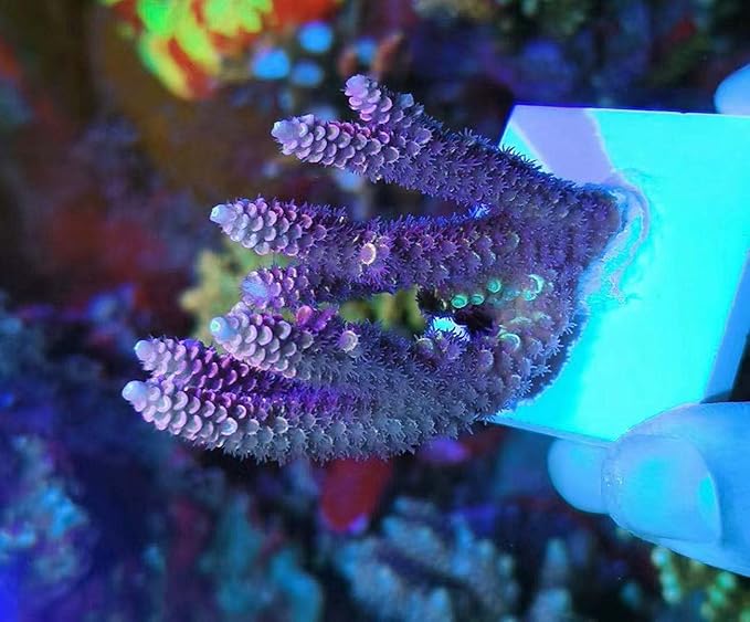 Aquarium Choice Big Size Ceramic Coralline Coral Frag Plugs Coral frag Plate Base