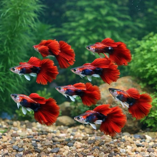5+ HB Red Rose Halfmoon Guppy Live Aquarium Fish Tropical Freshwater Guppies for Community and Planted Tanks Active Ornamental Live Fish with Live Arrival Guarantee (5+)
