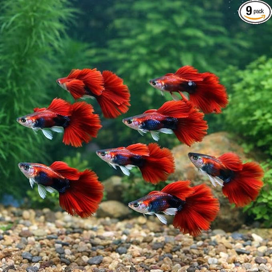 9+ HB Red Rose Halfmoon Guppy Live Aquarium Fish Tropical Freshwater Guppies for Community and Planted Tanks Active Ornamental Live Fish with Live Arrival Guarantee