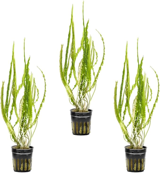 SubstrateSource Cryptocoryne Live Aquarium Plants - Freshwater Plant for Aquariums, Planted Fish Tanks - Beginner Friendly (Balansae, 3 Pots (15-20 Plants))