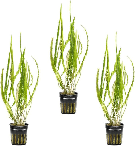 SubstrateSource Cryptocoryne Live Aquarium Plants - Freshwater Plant for Aquariums, Planted Fish Tanks - Beginner Friendly (Balansae, 3 Pots (15-20 Plants))