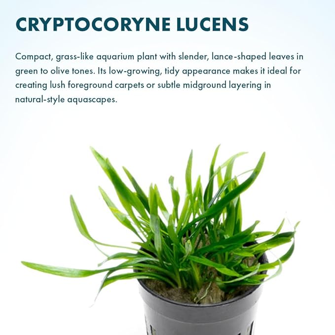 SubstrateSource Cryptocoryne Live Aquarium Plants - Freshwater Plant for Aquariums, Planted Fish Tanks - Beginner Friendly (Lucens, 5 Pots (20-25 Plants))