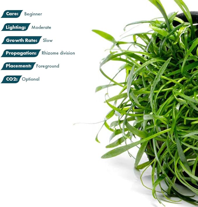 SubstrateSource Cryptocoryne Live Aquarium Plants - Freshwater Plant for Aquariums, Planted Fish Tanks - Beginner Friendly (Parva, 1 Pot (3-5 Plants))