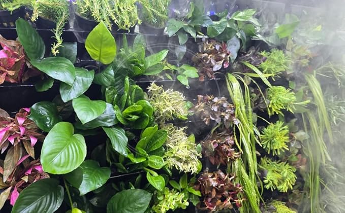 Swimming Creatures™ Live Aquarium Plants (10 Species Bundle)