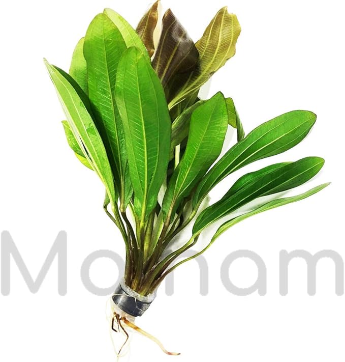 Echinodorus Red Rubin Amazon Sword Bundle Live Aquarium Decorations Aquatic Plants for Fish Tank by Mainam