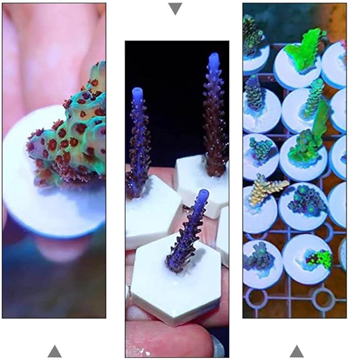 balacoo 30pcs Coral Breeding Bases Lightweight Stable Ceramic Reef Accessories for Coral Propagation for Hard and Aquariums Supports Growth Reproduction