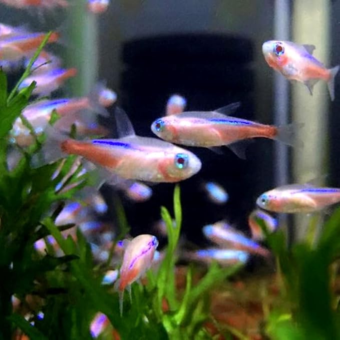 Albino Neon Tetra (Pack of 10 Fish) - Aquarium Exotic Freshwater Live Fish