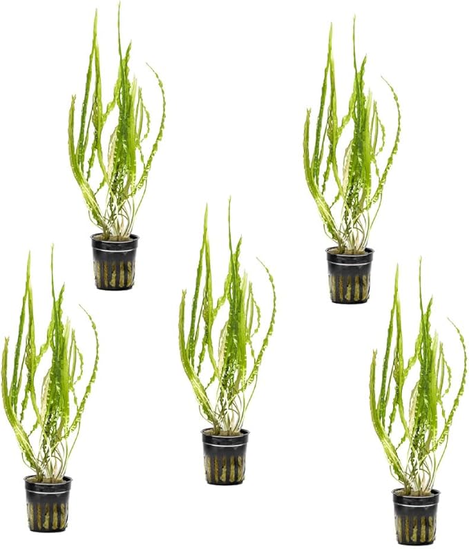 SubstrateSource Cryptocoryne Live Aquarium Plants - Freshwater Plant for Aquariums, Planted Fish Tanks - Beginner Friendly (Balansae, 5 Pots (20-25 Plants))