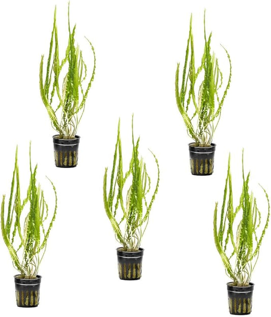 SubstrateSource Cryptocoryne Live Aquarium Plants - Freshwater Plant for Aquariums, Planted Fish Tanks - Beginner Friendly (Balansae, 5 Pots (20-25 Plants))