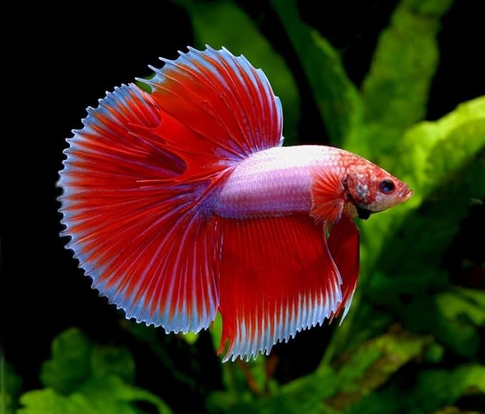 Tubifex Worm Cubes, Floating Freeze Dried Tubifex Cubes for All Tropical Fish, Cichlids, Discus, Tetras, Bettas, Goldfish, Angel Fish, Catfish, Koi & Pond Fish - 10.3oz Clear Bag
