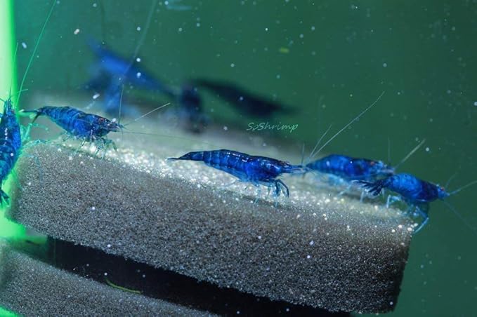 Live Freshwater Aquarium Shrimp - Neocaridina (Blue Dream, 5 Pack)