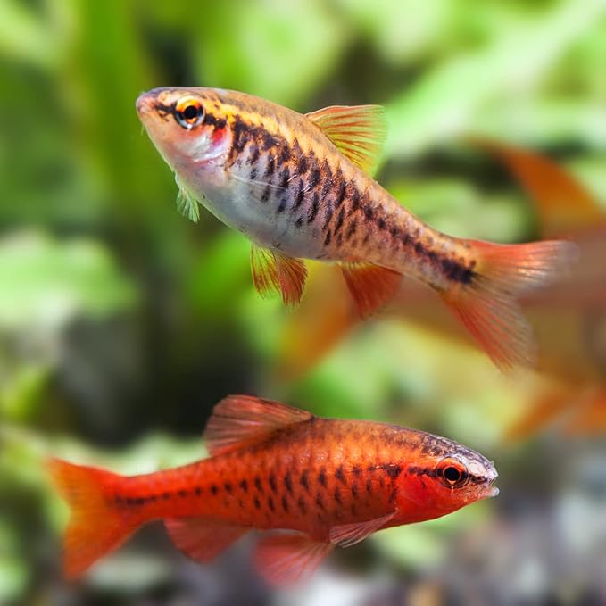 cherry barb 8 fish pack - Live Fish for Aquarium Exotic Freshwater Live Fish, Live Aquarium Fish, Live Fish, Live Freshwater Fish Freshwater Fish Live Buy Live Fish