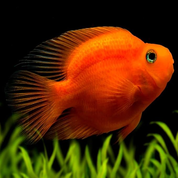 Blood Parrot Cichlid 2-2.5 Inch Live Aquarium Fish. Active, Colorful, and Ideal for Community Aquariums. Easy to Care for, These Freshwater Fish Thrive alongside Other Species.