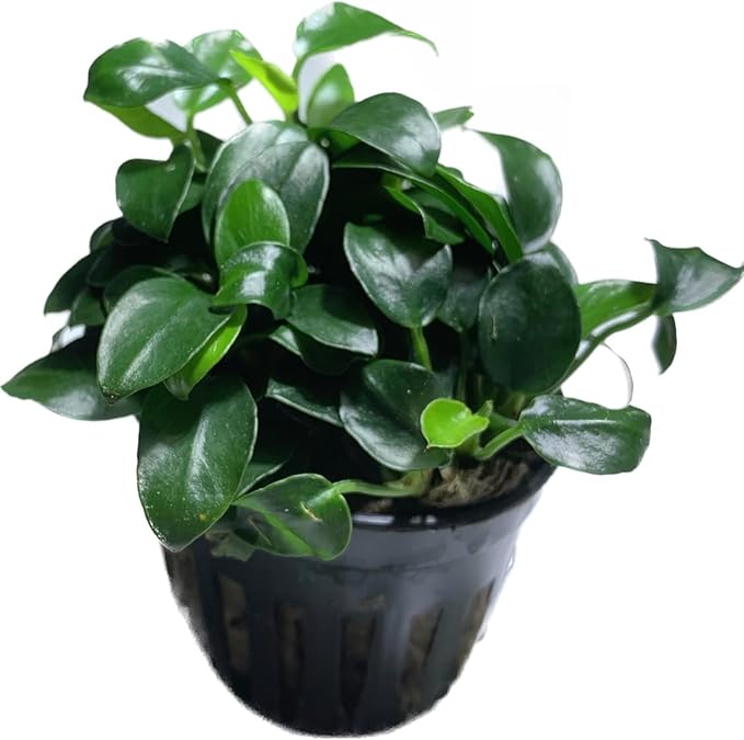 Marcus Fish Tanks Anubias Nana Petite Live Aquarium Plants Potted Freshwater Auatic Plant