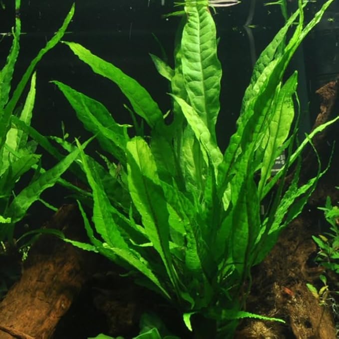 3 X Java Fern | Microsorum Pteropus + 1 Bonus Plant (Tropical Live Aquarium Plants) 2-Day Arrival